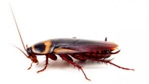 Blatella_germanica_German_cockroach